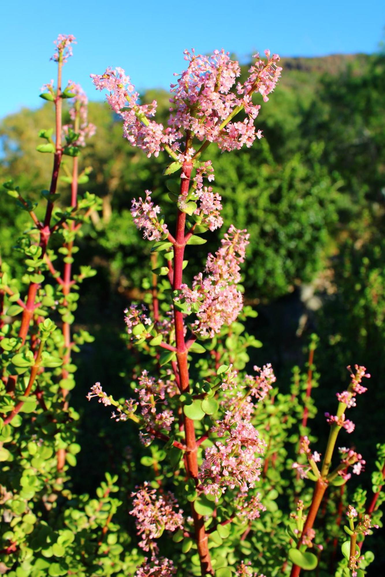 Bosch Luys Kloof Nature Reserve Ladismith Esterno foto