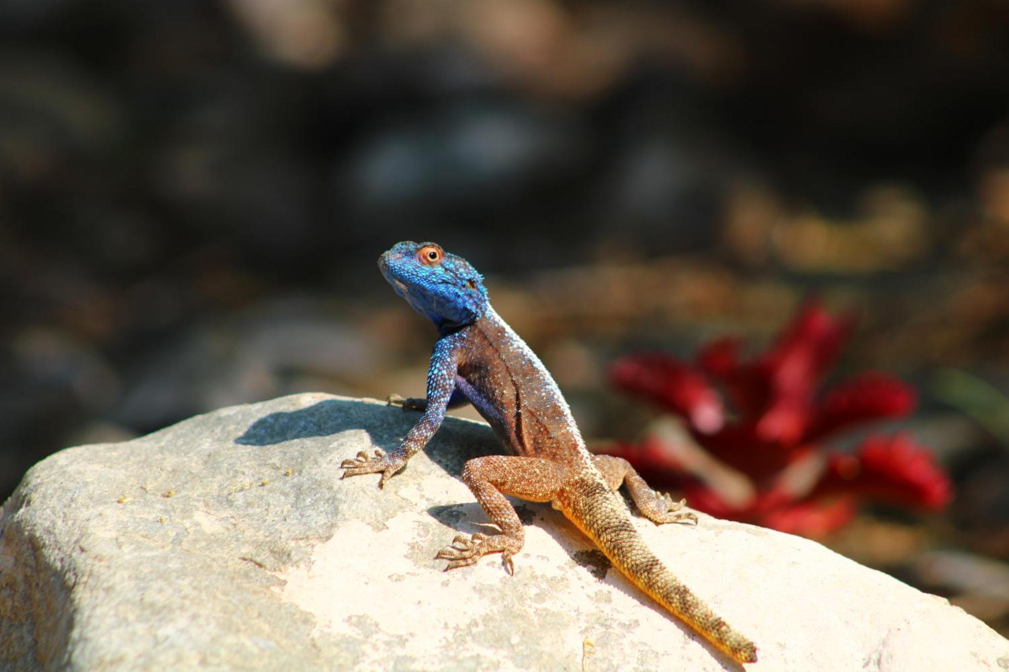 Bosch Luys Kloof Nature Reserve Ladismith Esterno foto