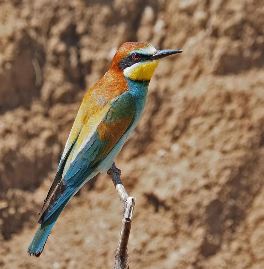 Bosch Luys Kloof Nature Reserve Ladismith Esterno foto