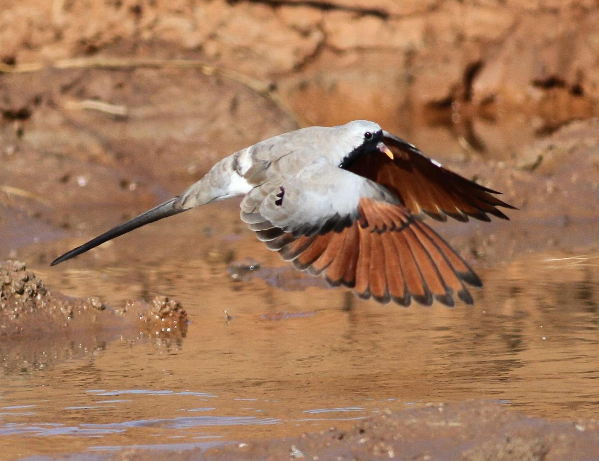 Bosch Luys Kloof Nature Reserve Ladismith Esterno foto