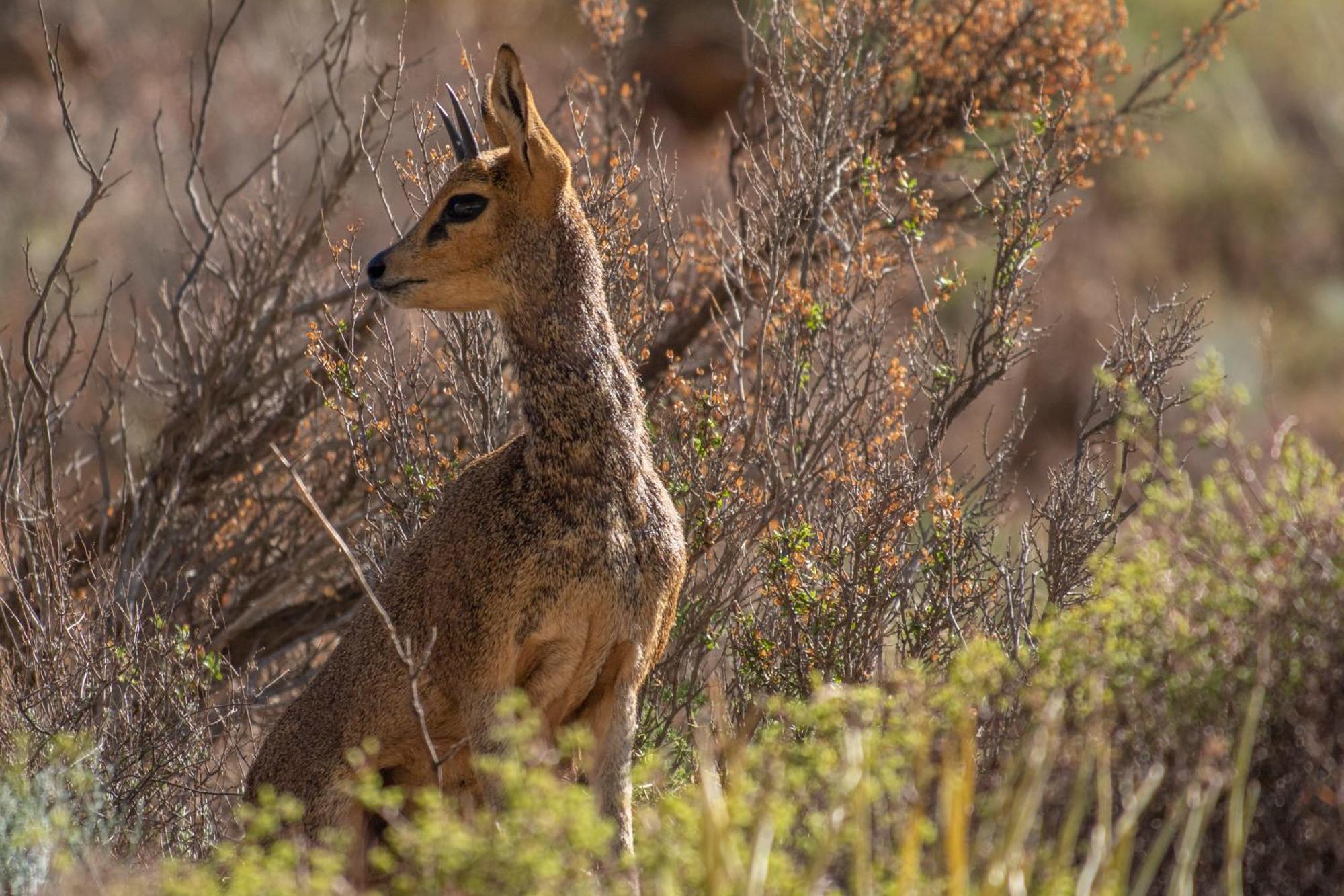 Bosch Luys Kloof Nature Reserve Ladismith Esterno foto