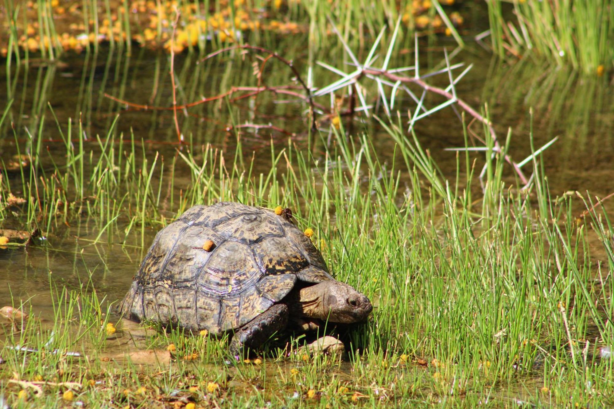 Bosch Luys Kloof Nature Reserve Ladismith Esterno foto