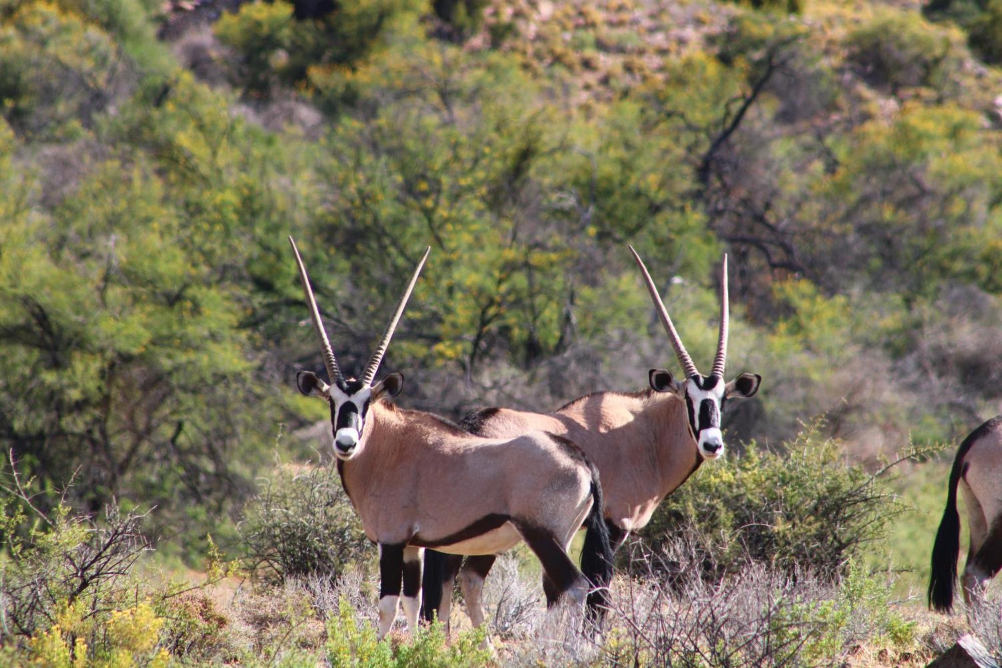 Bosch Luys Kloof Nature Reserve Ladismith Esterno foto