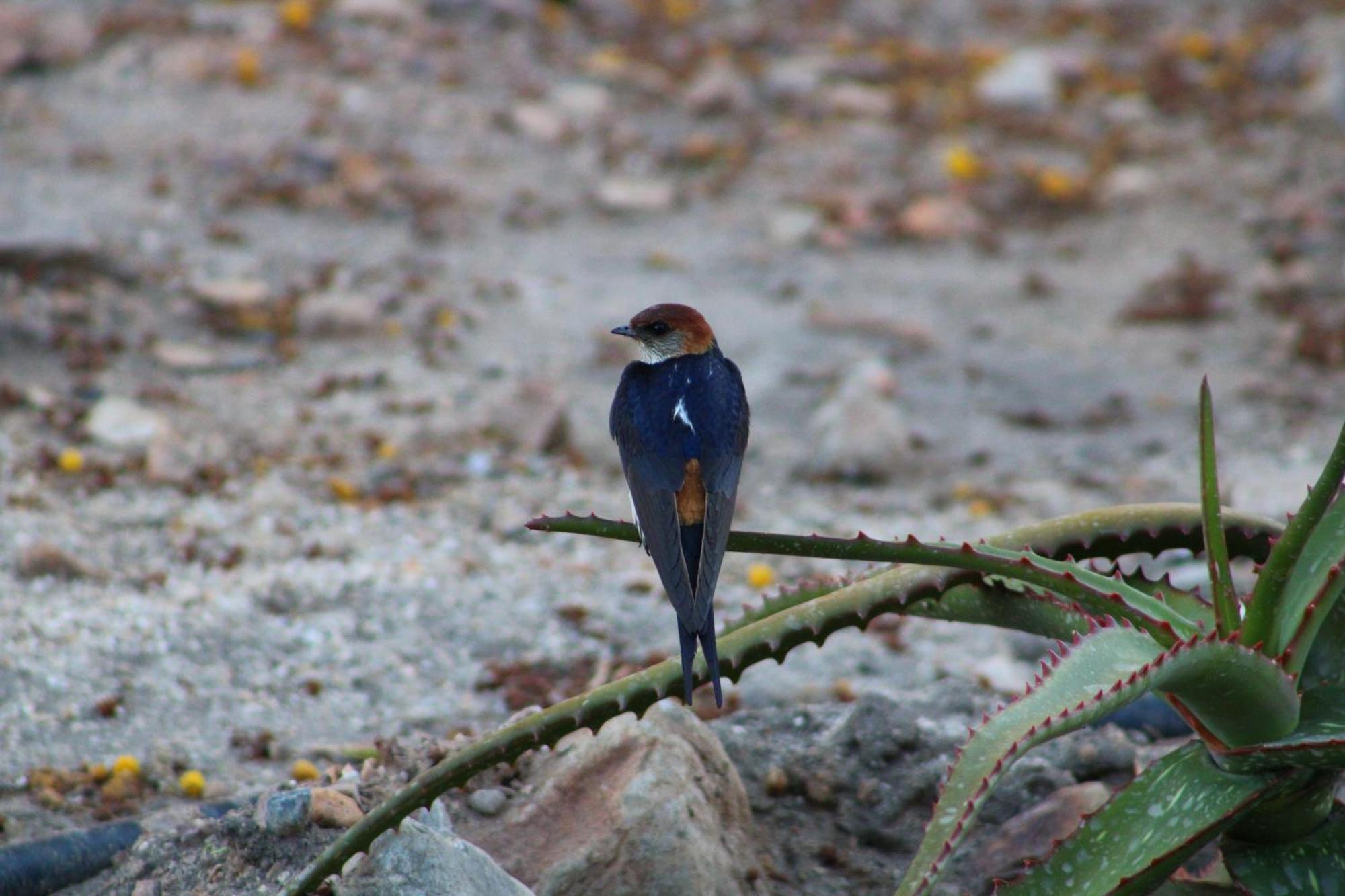 Bosch Luys Kloof Nature Reserve Ladismith Esterno foto