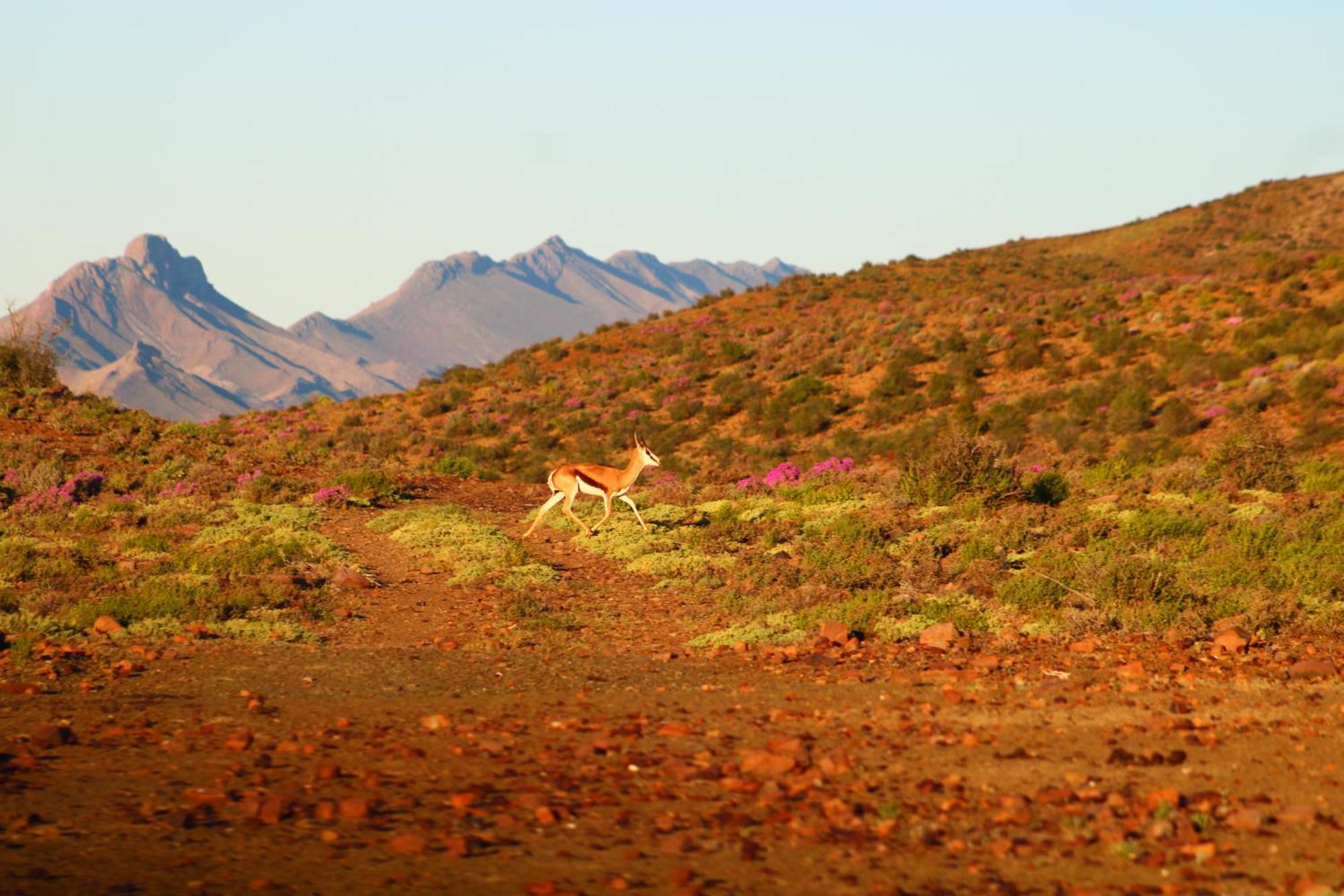 Bosch Luys Kloof Nature Reserve Ladismith Esterno foto